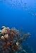 Coral Reef - 36