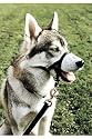 Halti Head Collar - Size 5