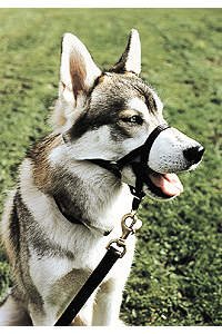 Halti Head Collar - Size 1