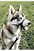 Pet Supplies : Halti Head Collar - Size 5