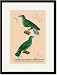 Black Framed/Matted Print 17x23, Tourterelle Bleu-Verdin