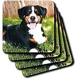 Dogs Appenzeller Mountain Dog - Appenzeller Mountain Dog - Coasters