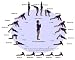 Sun Salutation Reference Card - Laminated