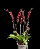 Howeara Lava Burst 'Puanani' AM/AOS (Bare root plant)