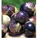25 Seeds Purple Tomatillo-Physalis ixocarpa-68 days Beautiful purple fruit, large size