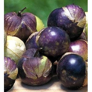 25 Seeds Purple Tomatillo-Physalis ixocarpa-68 days Beautiful purple fruit, large size