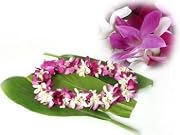 Floral DENDROBIUM ORCHID LEI DOUBLE