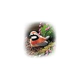 Northern Bobwhite - Audubon Plush Bird (Authentic Bird Sound)