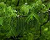 Eigenschaften tropical.garden  / Pekannuss - Carya illinoiensis - 3 Samen