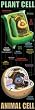 PLANT AND ANIMAL CELLS