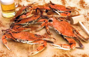 Colossal Male Hard Crabs, 1 Dozen by CrabPlace.com