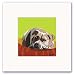 Pit Bull Terrier Breed Ready-to-Frame Print: Pit Bull Terrier Head Down