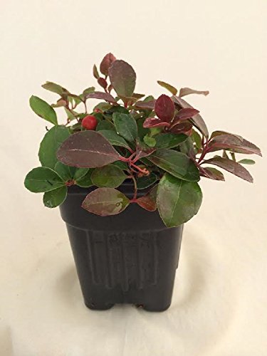 Wintergreen Plant with Edible Berries - Gaultheria - Teaberry - Aromatic Leaves Wintergreen Plant with Edible Berries - Gaultheria - Teaberry - Aromatic Leaves