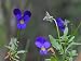 Cluster of Wild Johnny Jump Up Flowers Photographic Poster Print by George Herben, 24x32