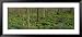 Trees among Yellow Flowers in the Forest, Cedar Bog, Urbana, Ohio, USA Framed Art Poster Print by Panoramic Images, 51x23