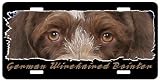 German Wirehaired Pointer 