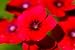 8,000 Drummond Phlox Seeds + Free Seeds