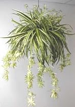 Spider Plant Hanging Basket