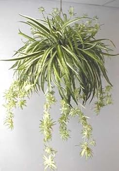 Spider Plant Hanging Basket