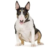 Wallmonkeys Peel and Stick Wall Decals - Bull Terrier - Removable Graphic