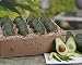 All Products : 12 Pack of Avocados