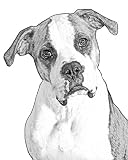 American Bulldog Dog 8x10 Art Print Drawing Signed Laroux