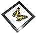 FRAMED REAL BEAUTIFUL LIME BUTTERFLY DISPLAY INSECT TAXIDERMY 5