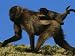 Female Gelada Gives Her Infant a Ride on Her Back, Simen Mountains National Park, Eth...