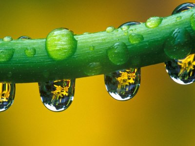Dew Drops on Dahlia Stem Reflecting a Yellow Asiatic Lily, Sammamish, Washington