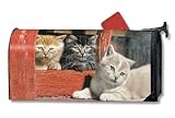 Mailwraps Our Gang Cats Mailwrap - B001FTD7E6
