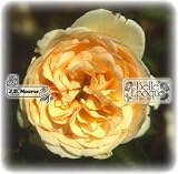 Eigenschaften Belle Epoque  / Perdita / Englische Rose
