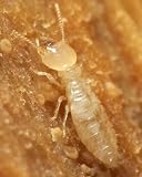 Learn How To Prevent Termite INtrusion!