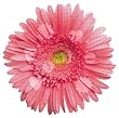 500 Piece Jigsaw Puzzle Pink Gerbera Flower Shaped