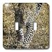 Kike Calvo Animals - Leopard, Panthera pardus, Masai Mara National Park Kenya Africa - Light Switch Covers - double toggle switch