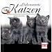 Liebenswerte Katzen