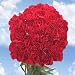 Burgundy Carnations 200
