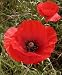 17,000,000 Red Poppy Seeds *** BEST DEAL *** BULK
