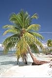 IMAGE OF Wallmonkeys Peel and Stick Wall Decals - Palm Tree on Tropical Beach against Deep Blue Sky - 36