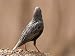 A European Starling (Sturnus Vulgaris Linnaeus) on a Spring Day Art Styles Photograph...