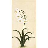 Narcissus plant (Print On Demand)