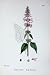 Botany Plants C1902 Hedge Woundwort Stachys Flowers