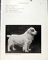 Clydesdale Terrier Clumber Spaniel Old Print Dog Photo