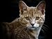 Wallmonkeys Peel and Stick Wall Decals - Young Cat - Removable Graphic