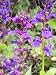 Garden Perennial-Lobelia vedrariensis (x Gerardii) Perennial Lobelia P9