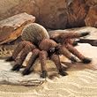 Tarantula Folkmanis Puppet - Plush, 18 Inches