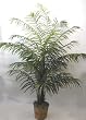 7 1/2' DOUBLE King Areca Palm
