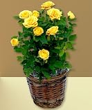 Yellow Mini Roses - B000P0LHGG