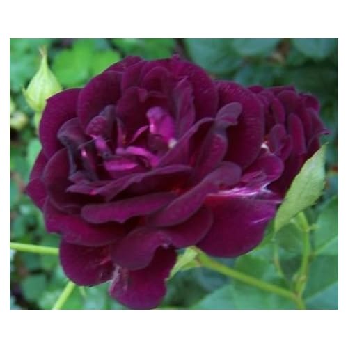 Midnight Blue Rose Bush Flower Seeds Treasuresbylee Exclusive Flowering Plants