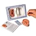 3B Scientific N15 Silicone 2 Acupuncture Ears Model, 3.7" x 2.4" x 1.6"