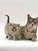   - Domestic Cat, Burmese Mother with Her Lilac Kitten Photographic Poster Print by Jane Burton, 12x16